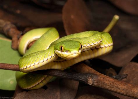 出現蛇|辨認蛇類 — HongKongSnakeID.com